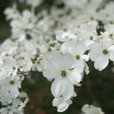 Dogwood 'Spring Grove'