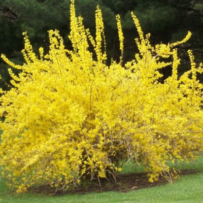 Spring Glory Forsythia (Forsythia x intermedia 'Spring Glory') - 3 gallon 30-36"