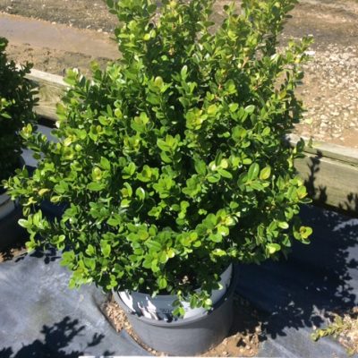 Sprinter® Boxwood (Buxus microphylla 'Sprinter') - 3 gallon