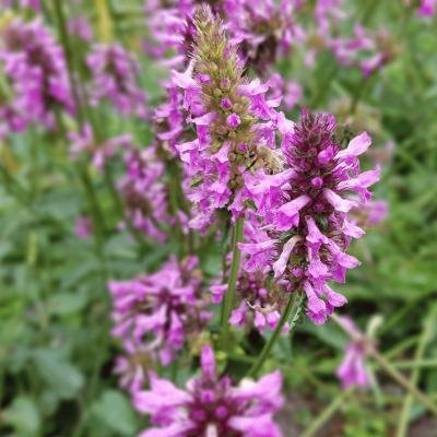 Stachys