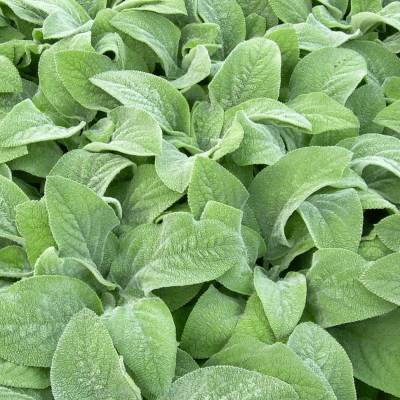 Stachys b. 'Helen Von Stein'