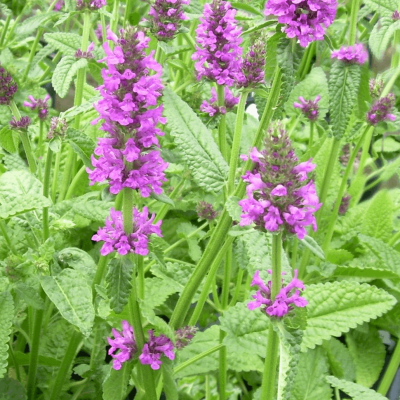 Stachys o. 'Hummelo'