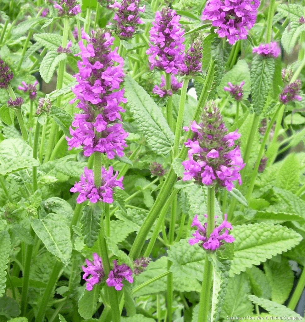 Stachys o. 'Hummelo'