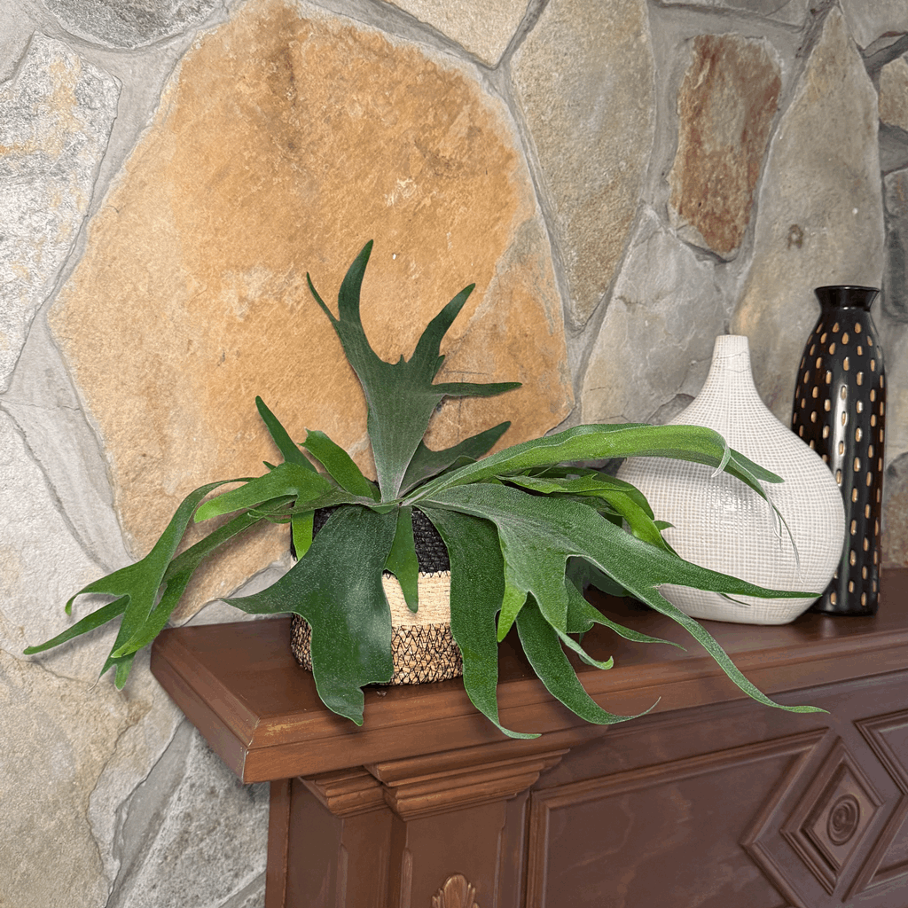 Staghorn Bifurcatum Fern (Platycerium Bifurcatum) - 6 Inch Indoor Houseplant - Image 2