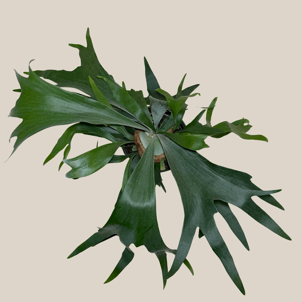 Staghorn Bifurcatum Fern (Platycerium Bifurcatum) - 6 Inch Indoor Houseplant - Image 3
