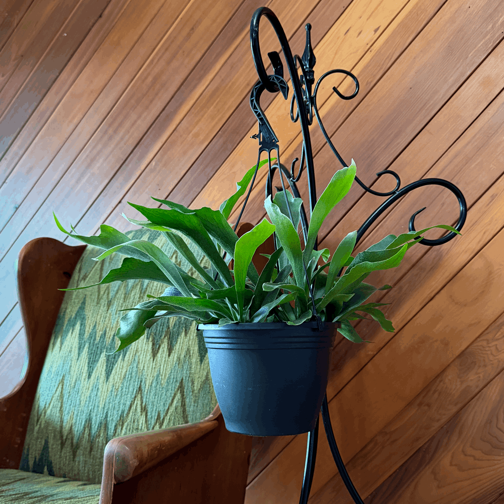 Staghorn Netherlands Fern Hanging Basket (Platycerium Bifurcatum 'Netherlands') - 8 Inch Indoor Houseplant - Image 2