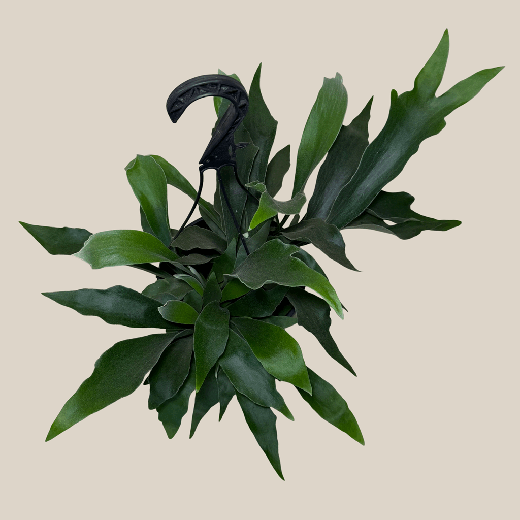 Staghorn Netherlands Fern Hanging Basket (Platycerium Bifurcatum 'Netherlands') - 8 Inch Indoor Houseplant - Image 3