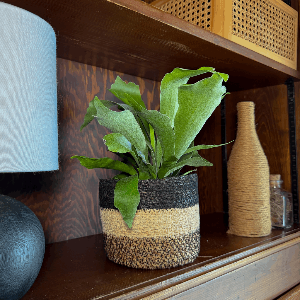 Staghorn Netherlands Fern (Platycerium Bifurcatum 'Netherlands') - 6 Inch Indoor Houseplant - Image 2
