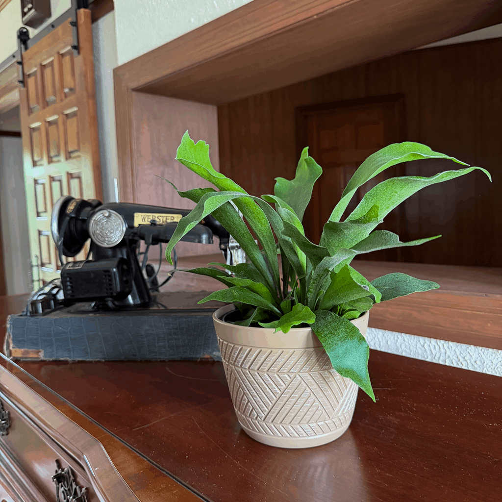 Staghorn Netherlands Fern (Platycerium Bifurcatum 'Netherlands') - 6 Inch Indoor Houseplant - Image 3