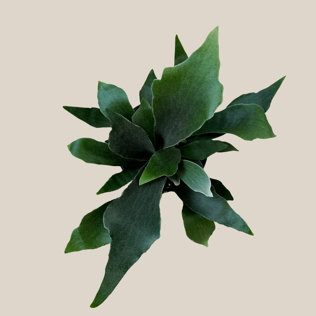 Staghorn Netherlands Fern (Platycerium Bifurcatum 'Netherlands') - 6 Inch Indoor Houseplant - Image 4