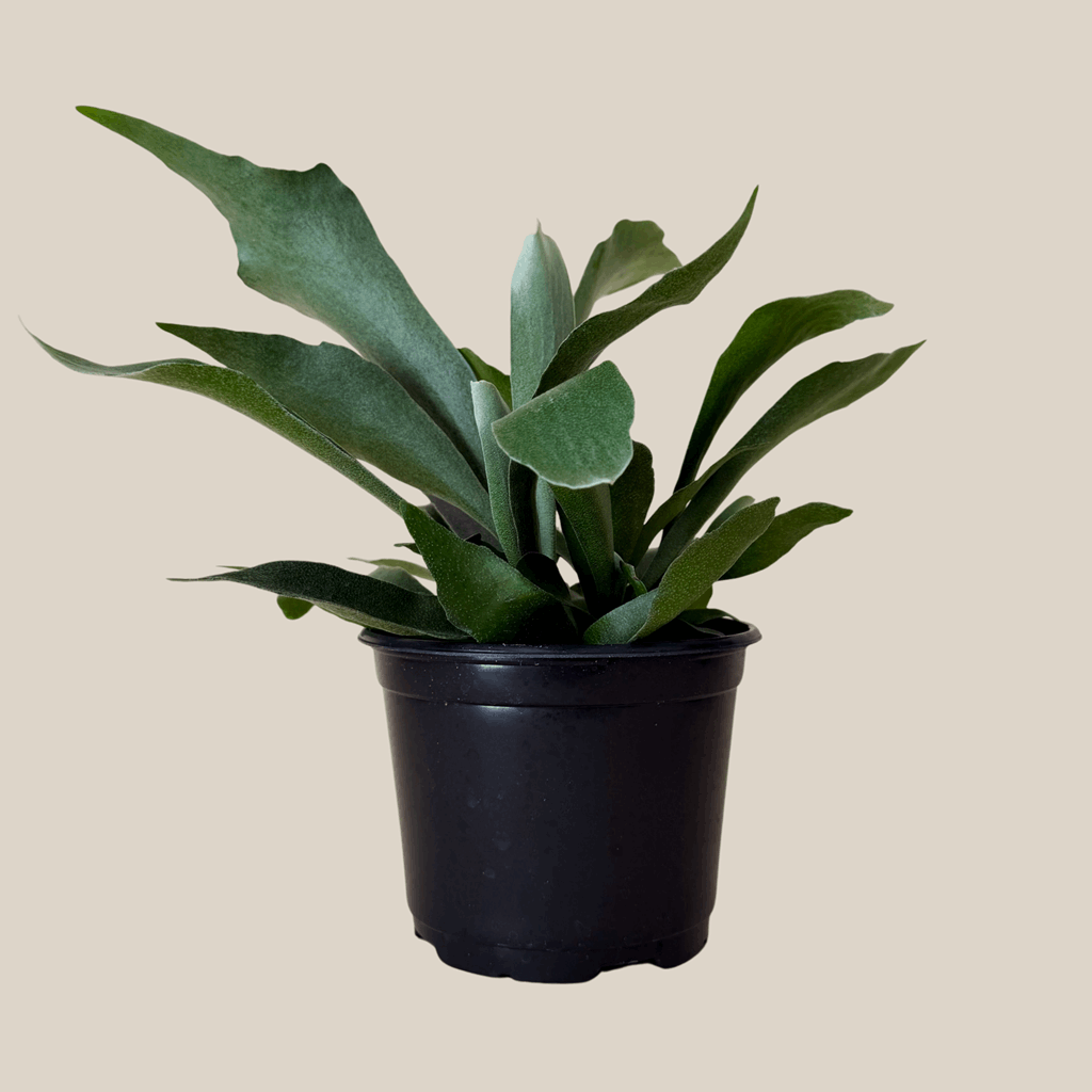 Staghorn Netherlands Fern (Platycerium Bifurcatum 'Netherlands') - 6 Inch Indoor Houseplant