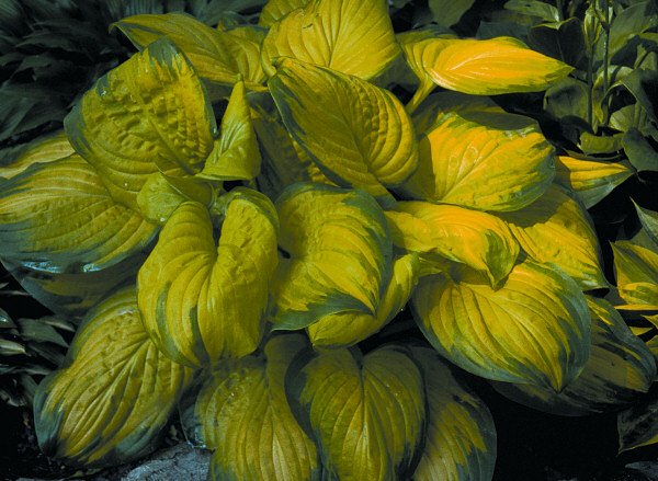 Stained Glass Plantain Lily (Hosta stained 'Stained Glass') - 1 gallon