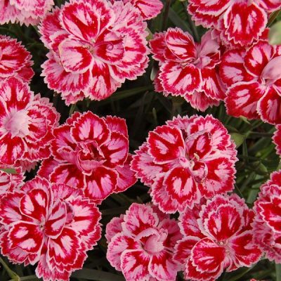 Star™ Starburst Pinks (Dianthus starburst) - 1 gallon