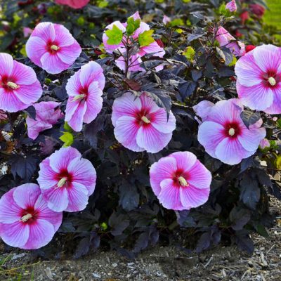Starry Night Rose Mallow (Hibiscus starry 'Night') - 1 gallon