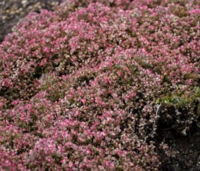 Steel the Show Stonecrop (Sedum steel 'The Show') - 1 gallon