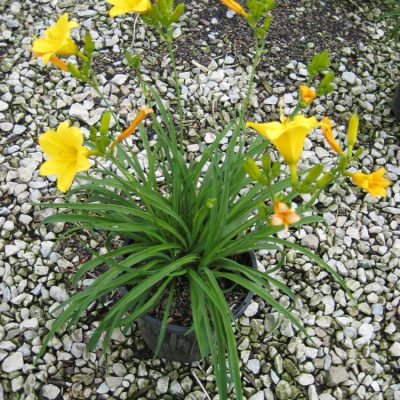 Stella d'Oro Daylily (Hemerocallis stella 'Stella d'Oro') - 1 gallon