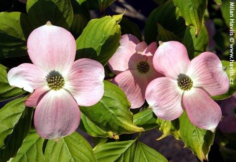 Stellar Pink® Dogwood (Cornus x 'Rutgan') - 1 gallon 4-5' TREE