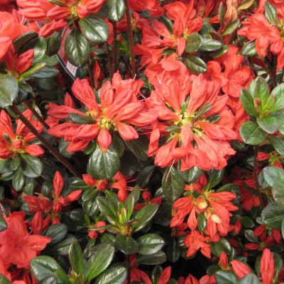 Stewartstonian Azalea (Azalea x 'Stewartstonian') - 1 gallon