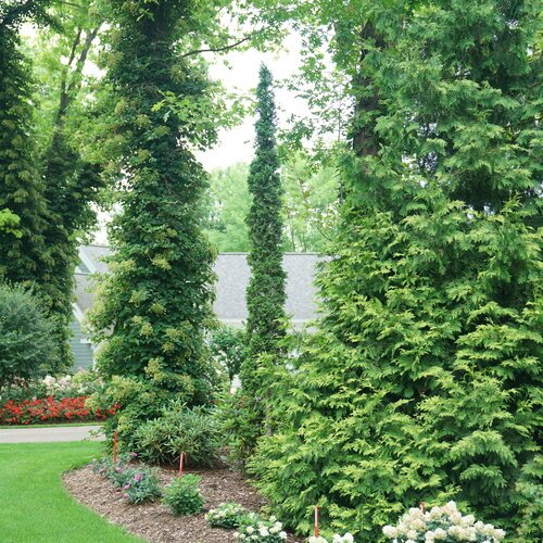 Sting® Arborvitae (Thuja occidentalis 'Sting') - 3 gallon