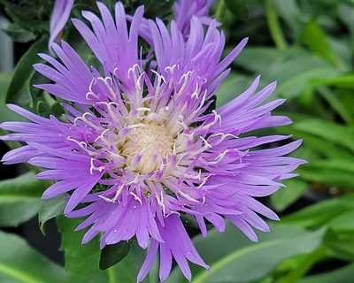 Stokesia l. 'Blue Danube' - Image 2