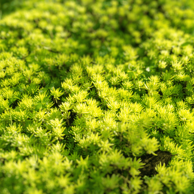 Stonecrop Sedum
