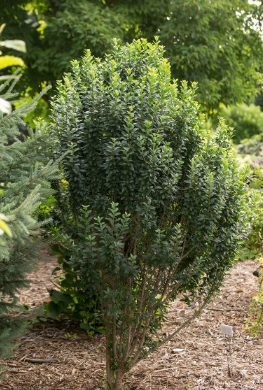 Straight Talk® Privet (Ligustrum V 'Straight Talk') - 3 gallon 18"