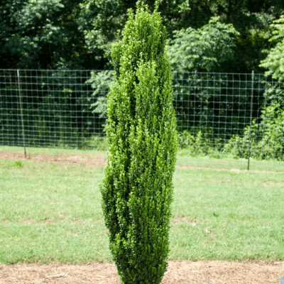 Straight & Narrow® Japanese Holly (Ilex crenata 'Straight And Narrow') - 3 gallon