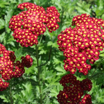 Strawberry Seduction Yarrow (Achillea millefolium 'Strawberry Seduction') - 1 gallon