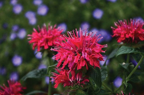 Sugar Buzz® Cherry Pops Bee Balm (Monarda 'Sugar Buzz Cherry Pops') - QT