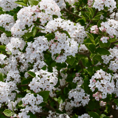 Sugar 'n Spice™ Korean Spice Bush (Viburnum carlesii 'Select Sugar N Spice') - 3 gallon 18"