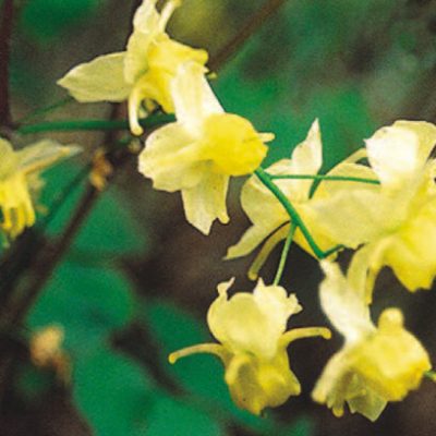 Sulphureum Barrenwort (Epimedium x versicolor 'Sulphureum') - 1 gallon
