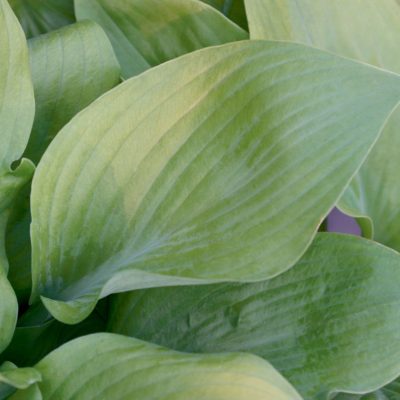 Sum and Substance Plantain Lily (Hosta 'Sum and Substance') - 1 gallon