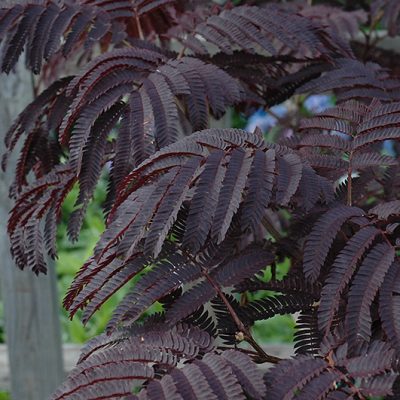 Summer Chocolate Mimosa Tree (ALBIZIA JULIBRISSIN SUMMER CHOCOLATE) - 5 gallon