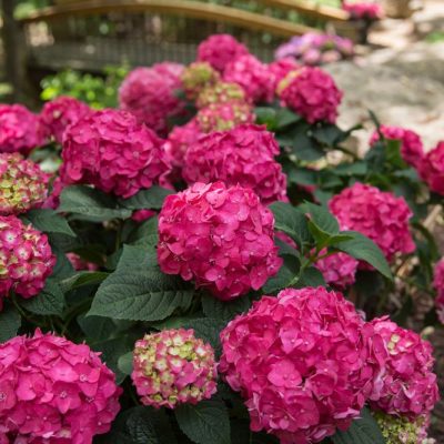 Summer Crush® Reblooming Hydrangea (Hydrangea macrophylla 'Summer Crush') - QT