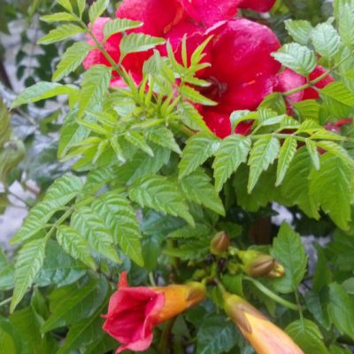 Summer Jazz™ Fire Trumpet Vine (Campsis 'Summer Takaruzuka Fresa') - 2 gallon