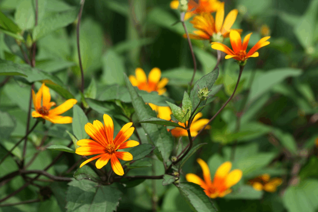 Summer Nights Oxeye Daisy (Heliopsis helianthoides 'Summer Nights') - 2 gallon