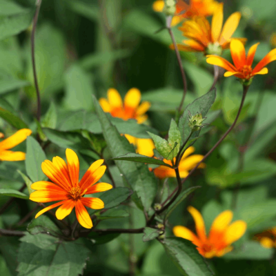 Summer Nights Oxeye Daisy (Heliopsis helianthoides 'Summer Nights') - 2 gallon