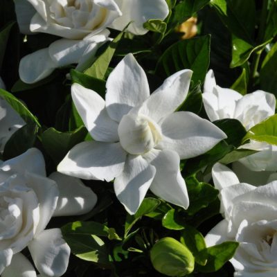 Summer Snow® Gardenia (Gardenia jasminoides 'Summer Snow') - 1 gallon