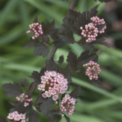 Summer Wine® Ninebark (Physocarpus opulifolius 'Seward') - 3 gallon 15"