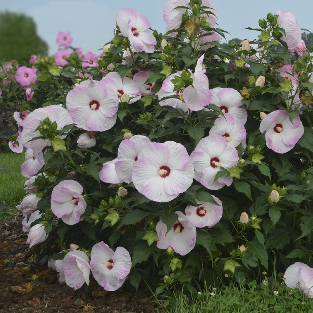Summerific® 'Ballet Slippers' Rose Mallow (Hibiscus x 'Summerific Ballet Slippers') - 2 gallon