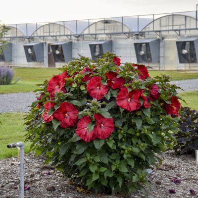 Summerific® 'Valentine's Crush' Rose Mallow (Hibiscus x 'Summerific Valentines Crush') - 2 gallon
