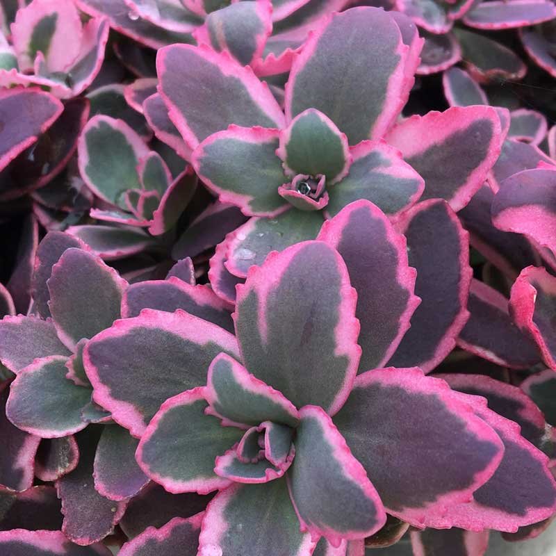 SunSparkler® Dream Dazzler Stonecrop (Sedum dream 'Dazzler') - QT