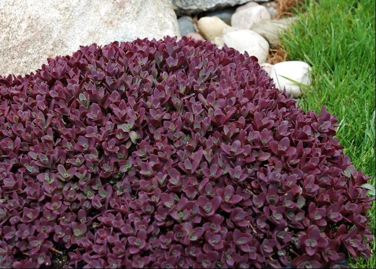 SunSparkler® Sedum Firecracker (Sedum firecracker) - 1 gallon
