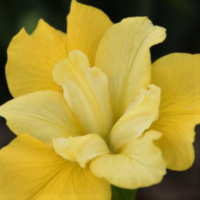 Sunfisher Siberian Iris (Iris siberica 'Sunfisher') - 1 gallon