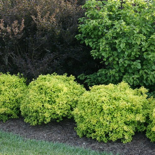 Sunjoy® Citrus Barberry (Berberis thunbergii 'Sunjoy Citrus') - QT