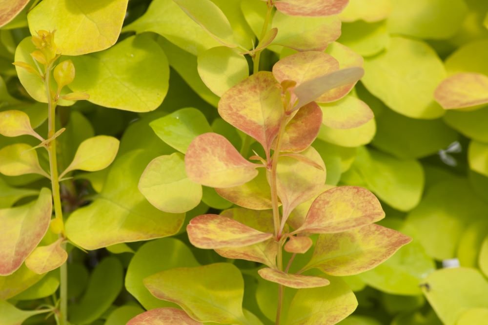 Sunjoy Gold Pillar® Barberry (BERBERIS THUN. SUNJOY GOLD PILLAR) - QT