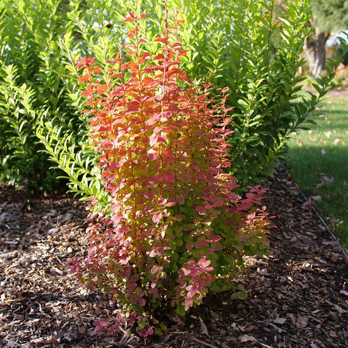 Sunjoy Orange Pillar® Barberry (Berberis thunbergii 'Sunjoy Orange Pillar') - 2 gallon 15"