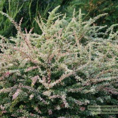 Sunjoy Sequins® Barberry (Berberis thunbergii 'Sunjoy Seguins') - 2 gallon 10"