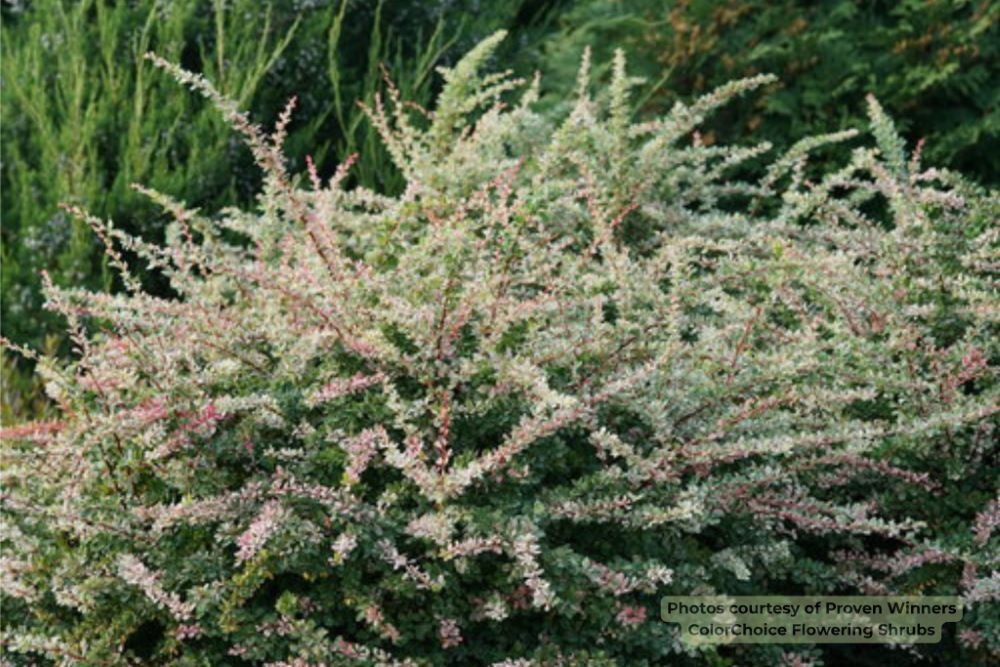 Sunjoy Sequins® Barberry (Berberis thunbergii 'Sunjoy Seguins') - QT