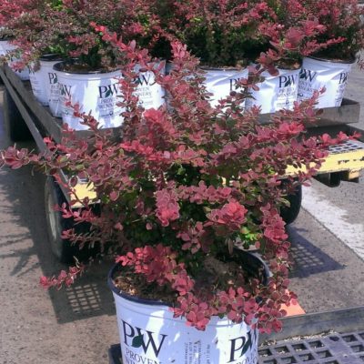 Sunjoy® Tangelo™ Barberry (Berberis thunbergii 'Sunjoy Tangelo') - 3 gallon